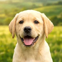 Puppy Daycare Pet Care Salon